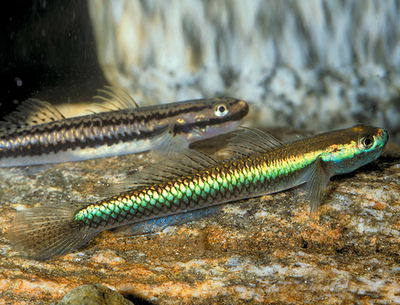 Gobio neón (Stiphodon semoni) – 5 cm