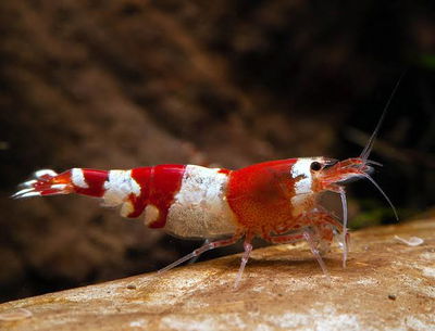 Caridina CRS Red Crystal