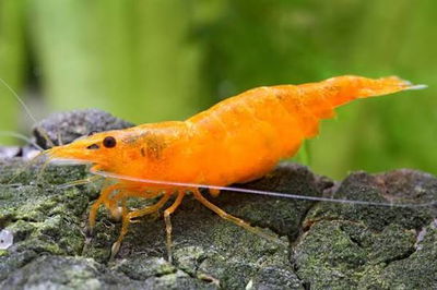 Camarón Orange Sakura (Shrimp Orange Fire Sakura) – Med+