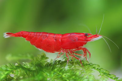 Camarón Bloody Mary (Neocaridina davidi) – Gde