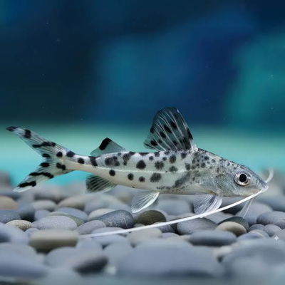 Pimelodella zebra (Pimelodus sp.) – 10 cm