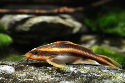 Platydora Rafael Costatus 6 cm