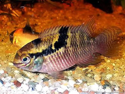 Bujurqui paracas (Laetacara thayeri) – 5-8 cm