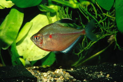 Tetra socolofi (Hyphessobrycon socolofi) – Gde