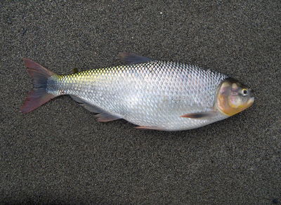 Pira pita rojo (Brycon morei sunuesi) – 20-25 cm