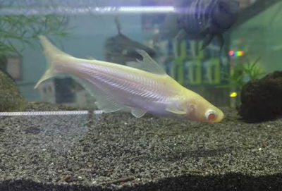 Pangasius Albino 6 cm