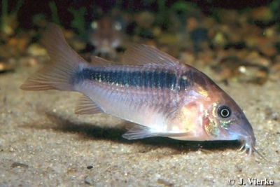 Corydoras Rabauti (Corydoras rabauti) – 3 cm