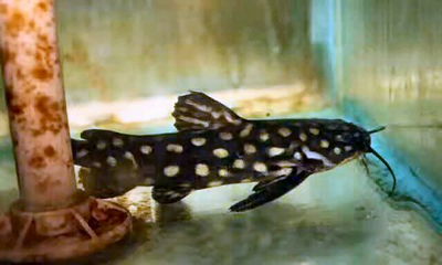 Bagre Galaxi (Wertemeira maculata) – 10 cm