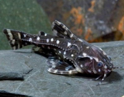 Armado lunares blancos (Agamyxis pectinifrons) – 6 cm