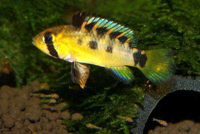 Apistograma Breitbinden (Apistogramma megaptera) – 8cm