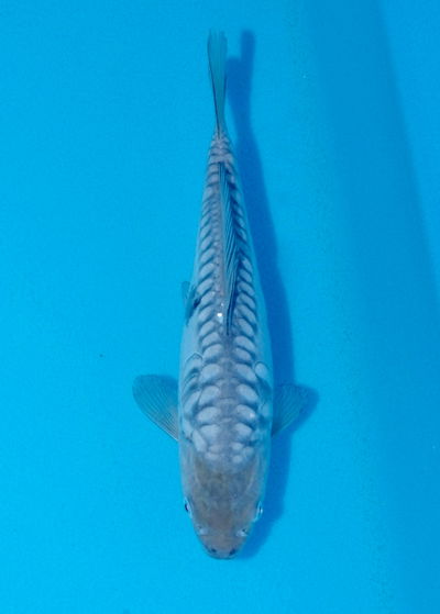 Koi aragoke/soragoy (Cyprinus carpio) – 20 cm