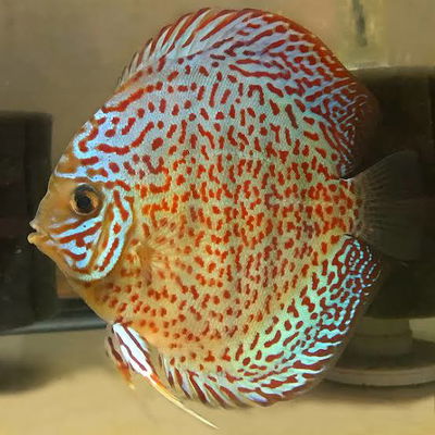Discus Leopard Snake Skin - 7 cm