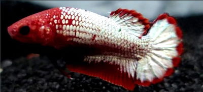 Betta Hembra Fancy Cooper Placat – Gde