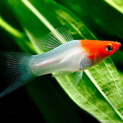 Espada Tancho – Med