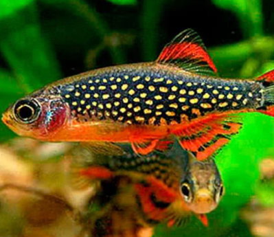Rasbora Galaxy (Celestichthys margaritatus) 2cm