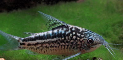 Corydoras Elegans (Corydoras elegans) – 3 cm
