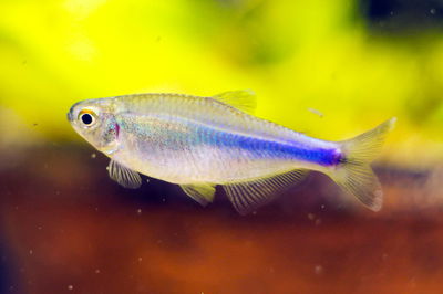 Tetra King Blue (Boelckea fredcohui) – 4-5 cm