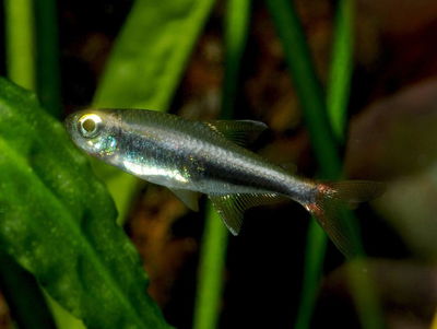 Tetra loreto (Hyphessobrycon loretoensis) – 3-4 cm