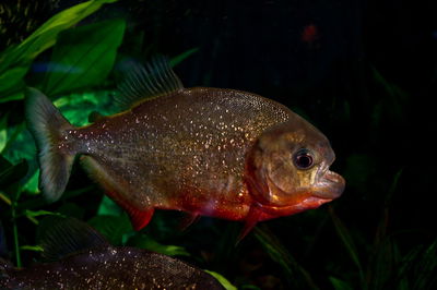 Piraña roja de cardumen (Pygocentrus nattereri) – 4-5 cm