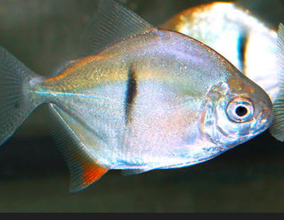 Myleus de banda negra (Myleus sauron) – 4 cm