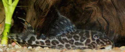 Pleco ocelot Zebra L174 (Hypancistrus sp.) – 3 cm