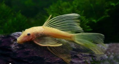Ancistrus gold Super velífero (Ancistrus sp.) – 3.5-4 cm
