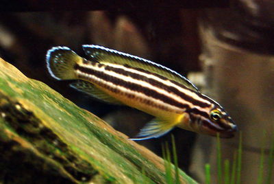 Julidocromis Regani 5cm