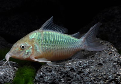 Corydora Brochi green (Corydoras splendens) – 4 cm
