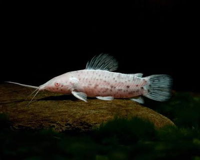 Cascarudo Albino (Hoplosternum thoracatum var) – 5-6 cm