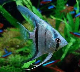 Scalar neon green (Pterophyllum scalare var) – 8cm