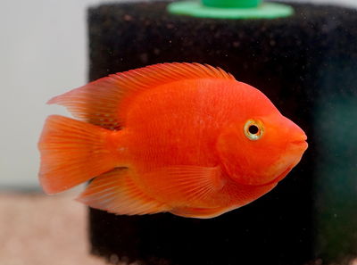 Parrot Red King Kong (Vieja melanura var) – 8-9 cm