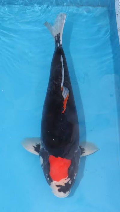 Koi Beni kumunryu (Cyprinus carpio) – 17-20 cm