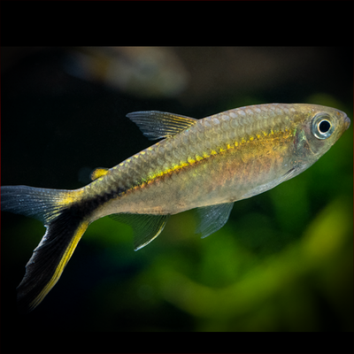 Tetra pingüino (Thayeria obliqua) – 3 cm