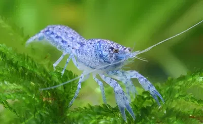 Langosta Texana Enana Blue (Cambarellus texanus) – 2,5 cm