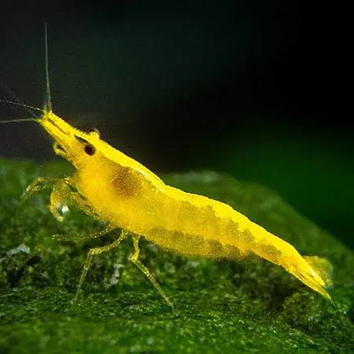 Camarón Yellow Fire (Neocaridina davidi) – Med-Gde