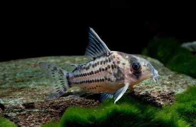 Corydoras Schwartzi (Corydoras schwartzi) – 4 cm