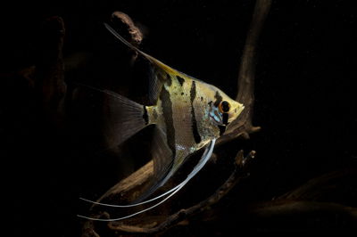 Scalar Ipixuna river (Pterophyllum scalare) – N5