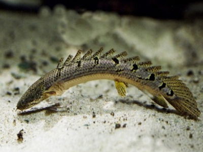 Polypterus Arena (Polypterus delhezi) – 7 cm