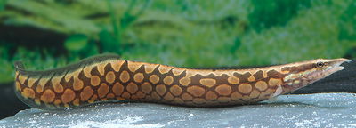 Mastacembelus favus – 8-9 cm