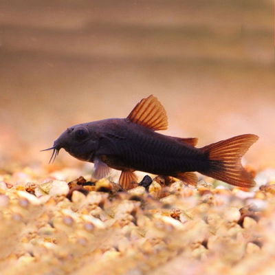 Corydora Black Venezuela (Corydoras sp. Venezuela B) – 6 cm