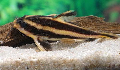 Acantadora rayada 5 cm