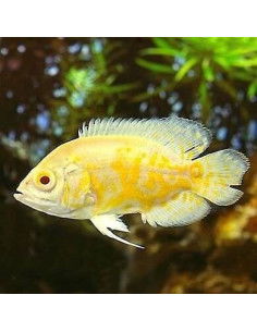 Astronotus Lemon (Astronotus ocellatus var) – 8-9 cm