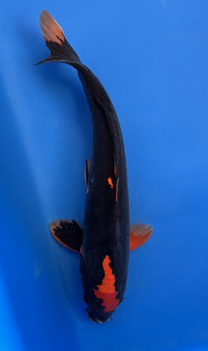 Koi Doitsu Karashugoi full black Certificado (Cyprinus carpio) – 25 cm