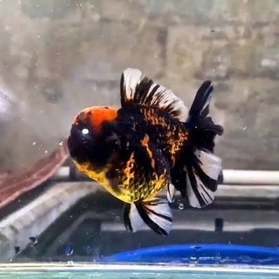 Tiger Longtail (Carassius auratus) – 10-11 cm