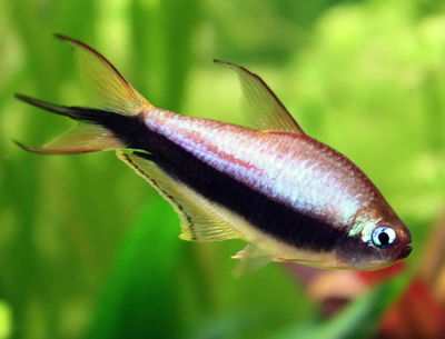 Tetra emperador (Nematobrycon palmeri) – Gde
