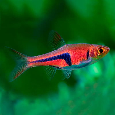 Rasbora Arlequin spei (Trigonostigma espei) – Med