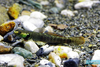 Gobio pelewensis (Stiphodon pelewensis) – 6 cm