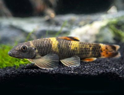 Garra Flavatra 4cm