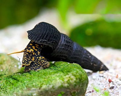Caracol Rabbit Yellow Spot (Tylomelania sp.) – 4-5 cm