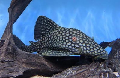 Pleco Watermelon L330 (Panaque sp.) – 20 cm